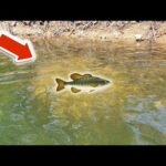 Sight Fishing a GIANT BASS in the Kayak (small lake)