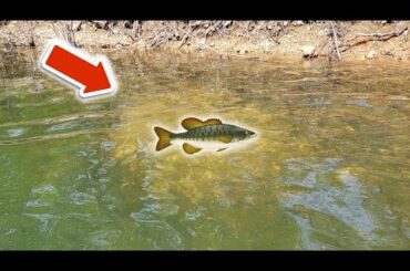 Sight Fishing a GIANT BASS in the Kayak (small lake)