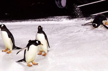 Who's cuter: Pittsburgh Penguins vs. actual penguins