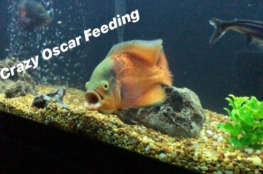 Insane Oscar Feeding (LIVE FROGS, CRAYFISH, FEEDERS)