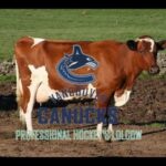 The Vancouver Canucks: Professional Hockey's Lolcow