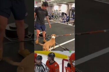 Dog Steals Zegras' Hockey Stick 🤣