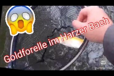 Erfolgreich Fliegenfischen an der Bode im Harz