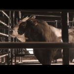 Remembering PBR Bucking Bull Mick E Mouse