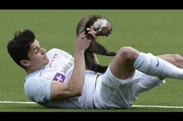 Pine marten invades football pitch and bites player