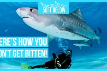 Safely Scuba Dive With Sharks | 5 Rules to Stay Safe!