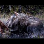 "Prize Fighters" - Part 2- An epic Moose Hunt in the wilds of British Columbia