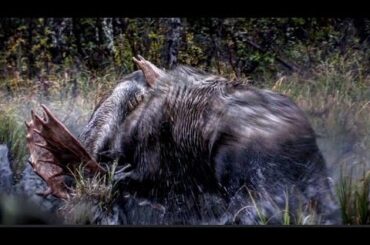 "Prize Fighters" - Part 2- An epic Moose Hunt in the wilds of British Columbia