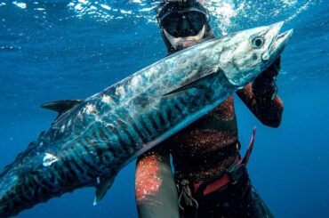 Bitten by a SHARK two days into Australia! - Spearfishing mackerel & tusk fish