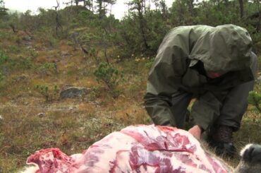 How to Quarter and Pack Game out of the Backcountry - Conservation Field Notes with Steven Rinella