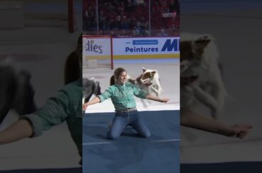 Amazing dancing dogs at NHL game 🐶 #Hockey #Shorts