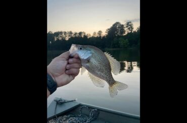 CRAPPIE FISHING WITH MINNOWS | DOUBLE HOOK DROP RIG | SHEARON HARRIS LAKE NORTH CAROLINA