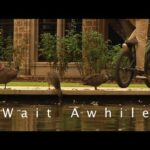 WAIT AWHILE TRAILER/INTRO