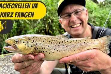 Bachforellen im Harz fangen